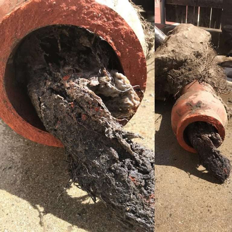 Roots are a common cause of sewer line congestion, but we have solutions!