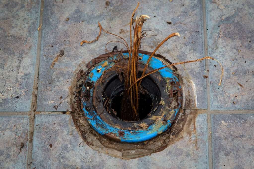 roots in floor drain sticking out
